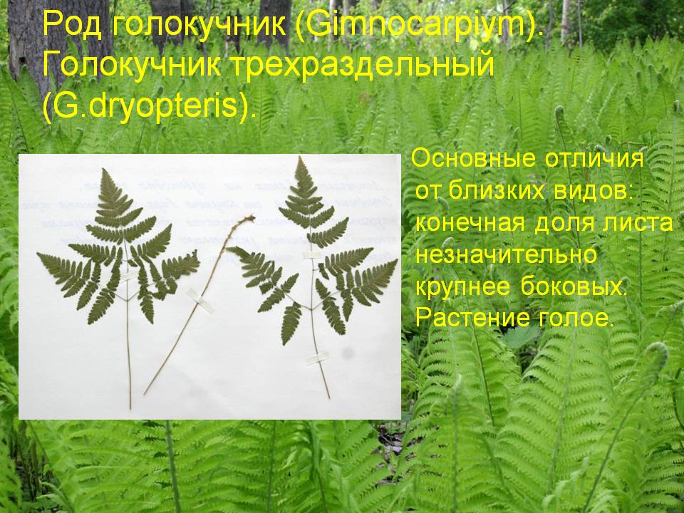 Голокучник