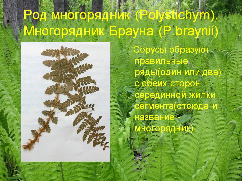 Многорядник