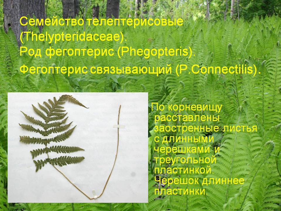 Телептерисовые