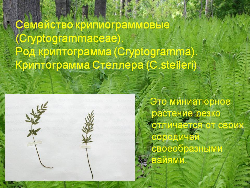 Крипиограммовые