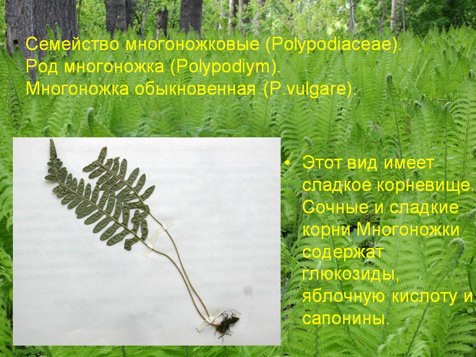 Многоножковые
