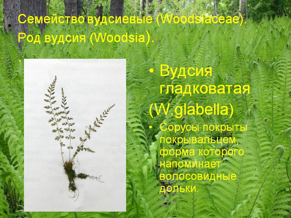Вудсиевые