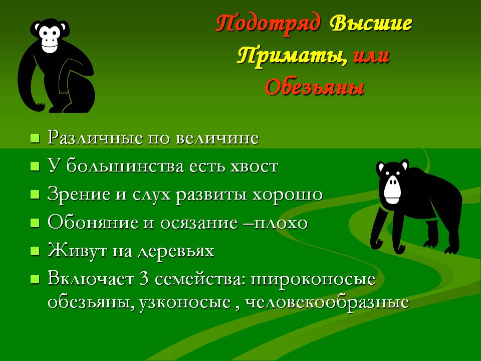 Обезьяны
