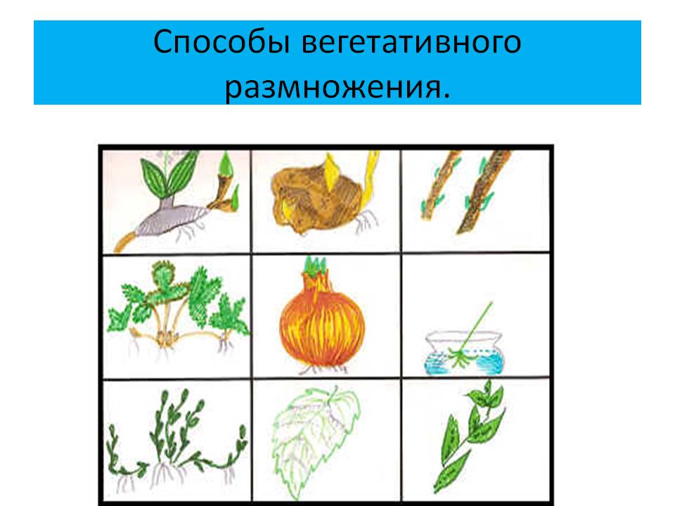 Способы вегетативного размножения