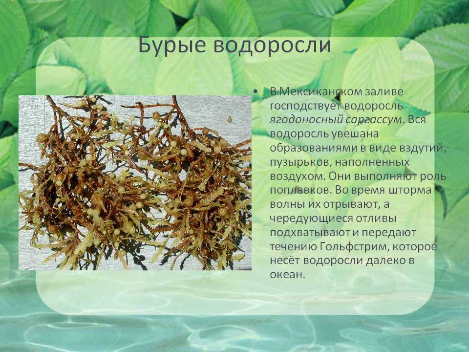 Бурые водоросли