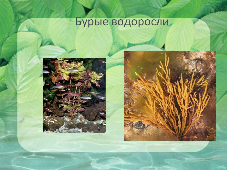 Бурые водоросли