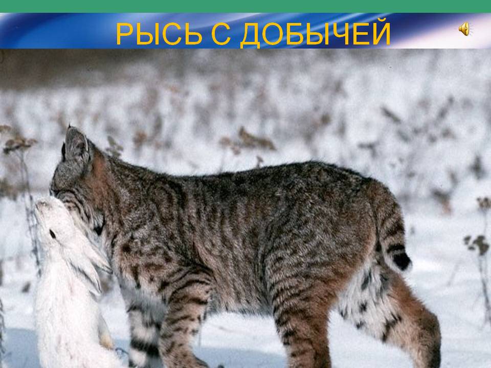 Рысь с добычей