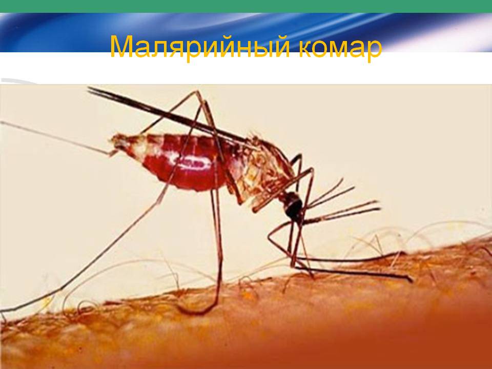 Малярийный комар
