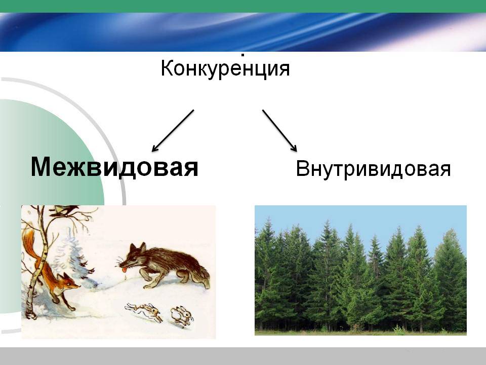 Конкуренция межвидовая