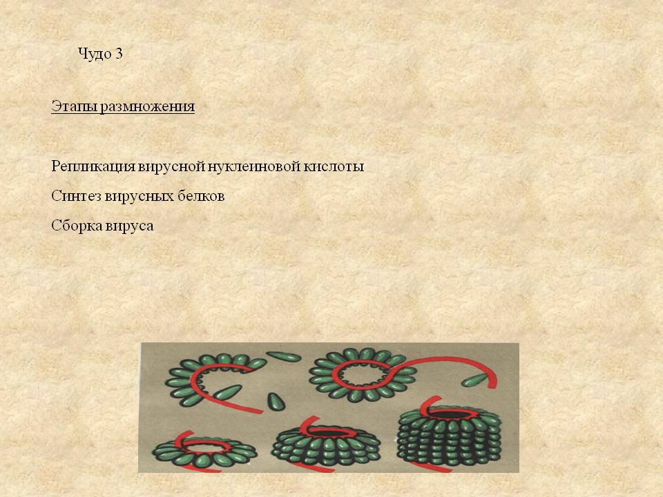 Чудо 3