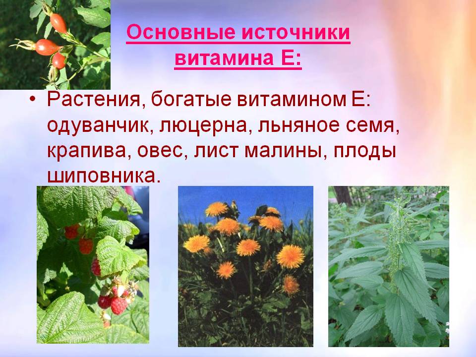Растения, богатые витамином Е