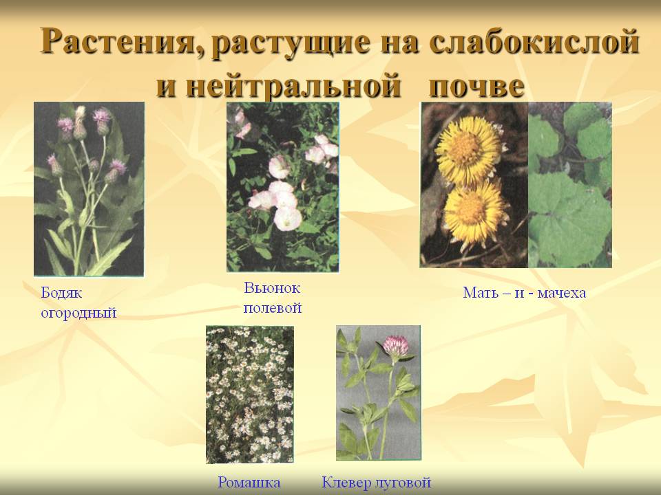 Растения, растущие на слабокислой и нейтральной почве
