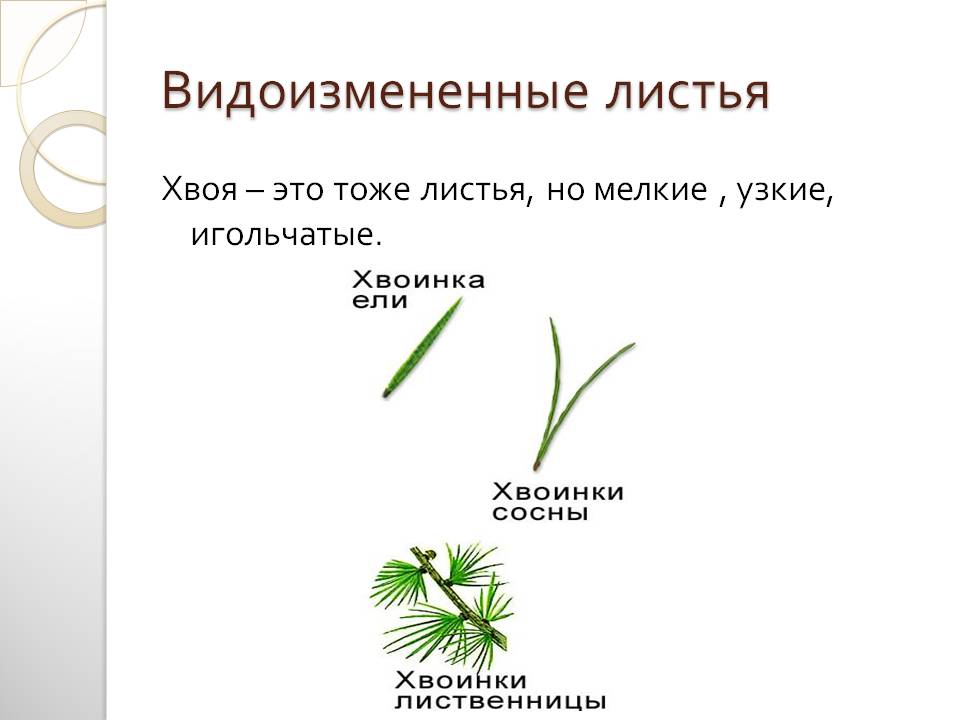 Видоизмененные листья