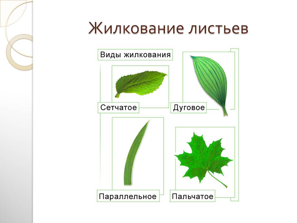 Жилкование листьев