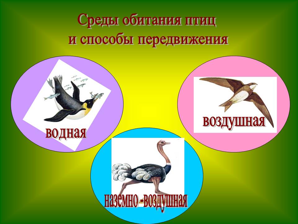 Среды обитания птиц и способы передвижения