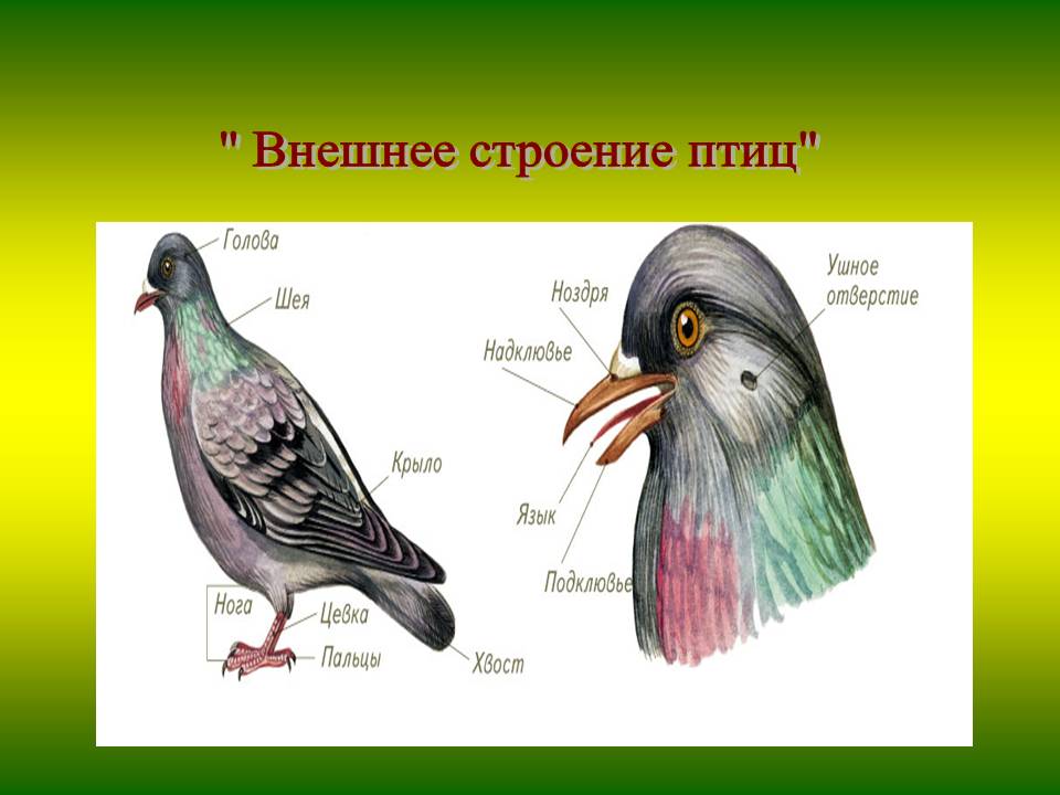 " Внешнее строение птиц"