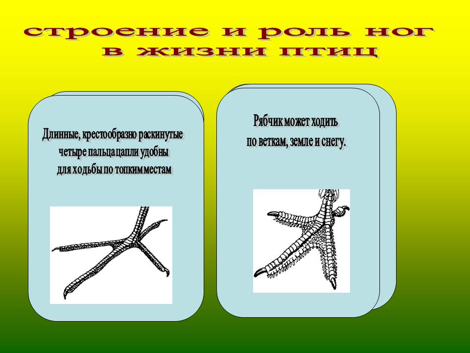 Строение и роль ног в жизни птиц