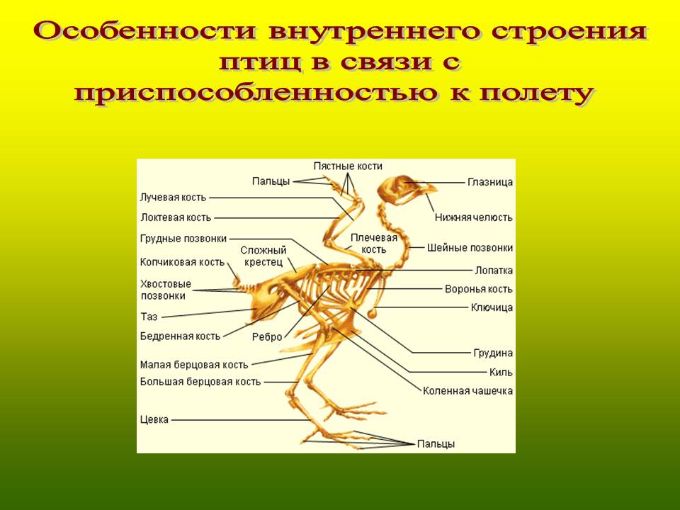 Особенности внутреннего строения птиц в связи с приспособленностью к