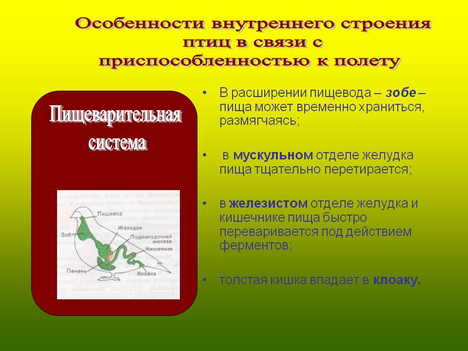 Особенности внутреннего строения птиц в связи с приспособленностью к