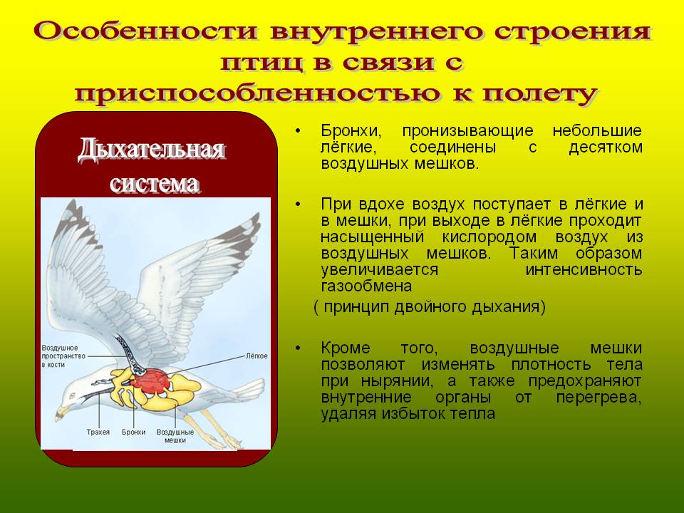 Особенности внутреннего строения птиц в связи с приспособленностью к