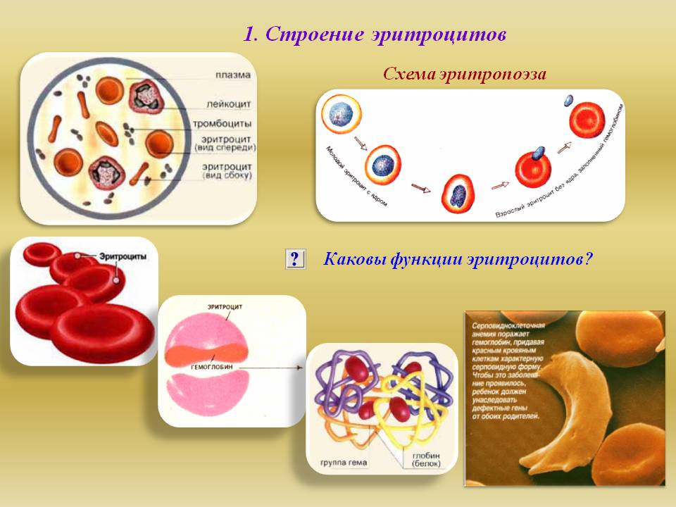 Строение эритроцитов