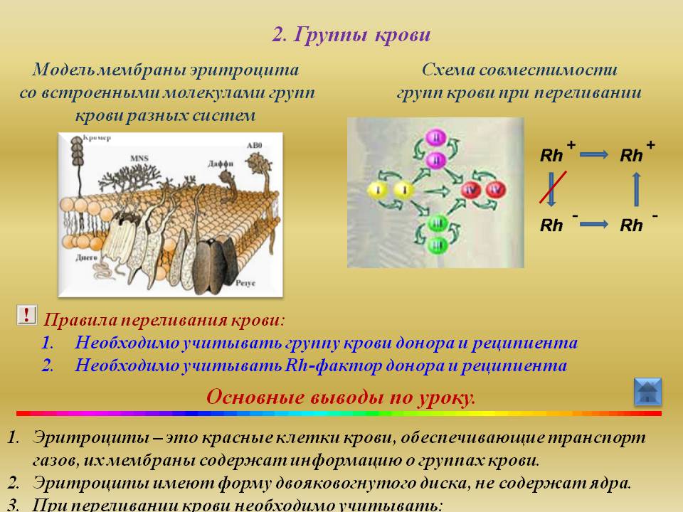 Группы крови