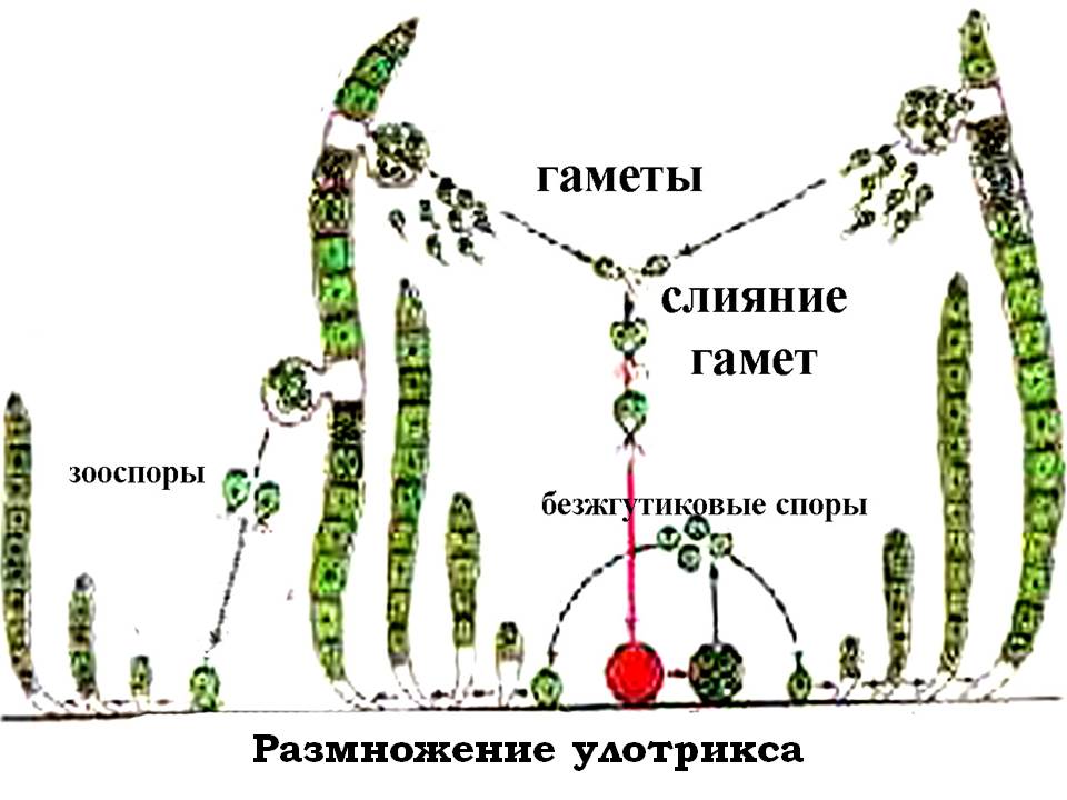 Размножение улотрикса
