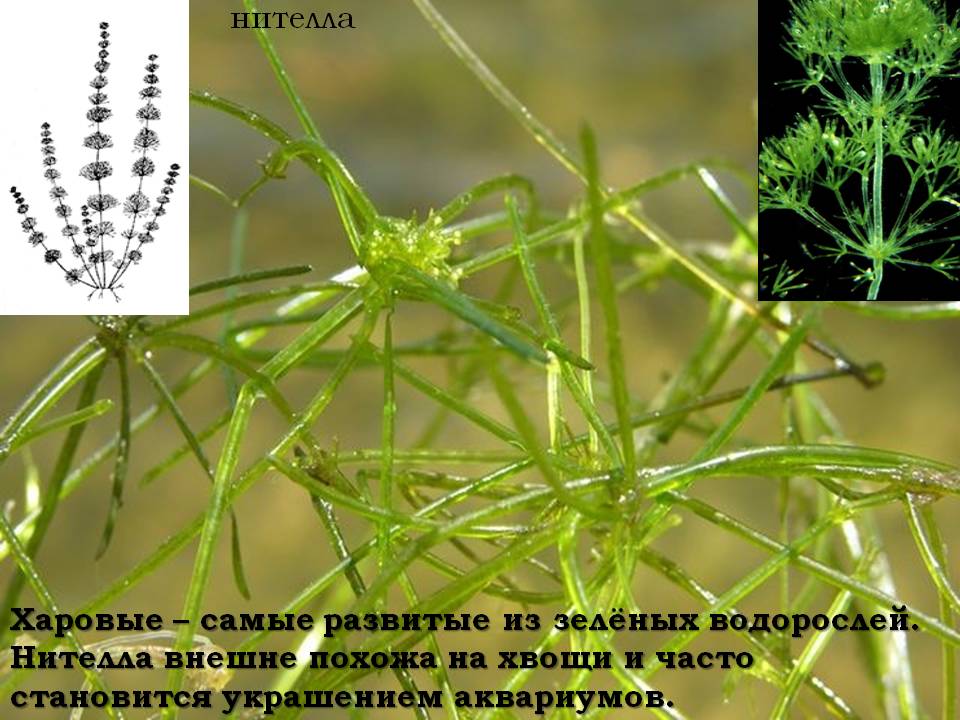 Нителла