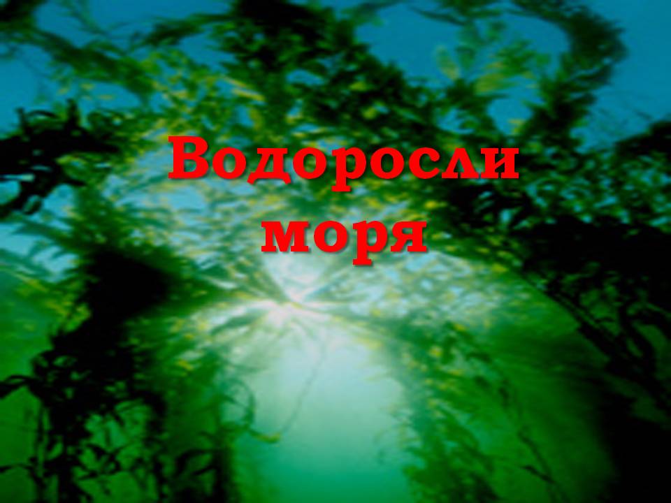 Водоросли моря