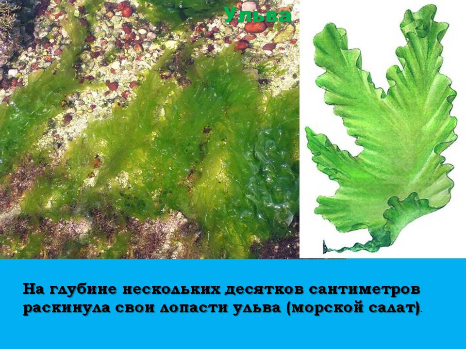 Ульва