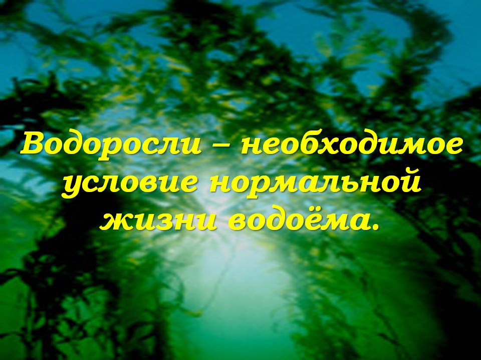 Водоросли – необходимое условие нормальной жизни водоёма