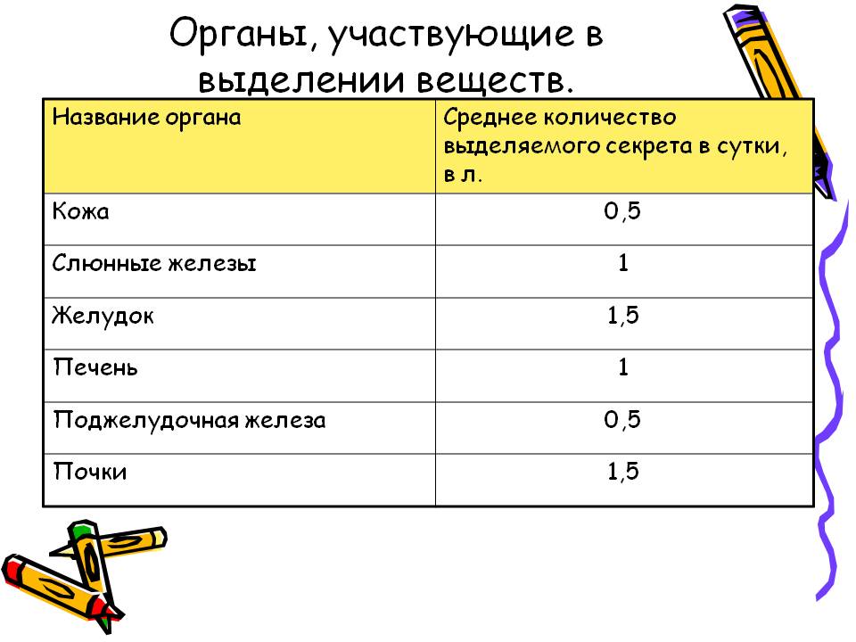 Органы, участвующие в выделении веществ