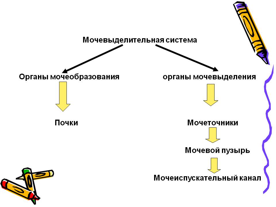 Мочевыделительная система