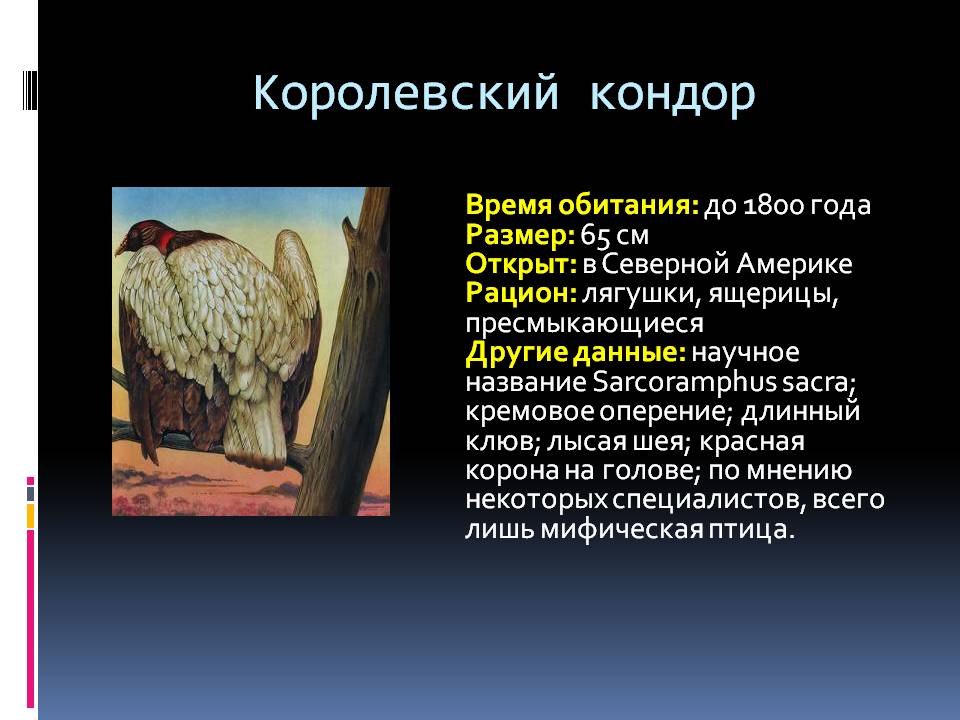 Королевский кондор
