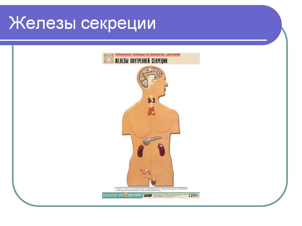 Железы секреции