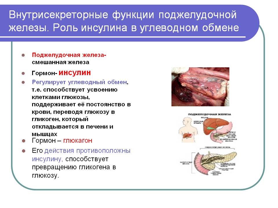 Внутрисекреторные функции поджелудочной железы