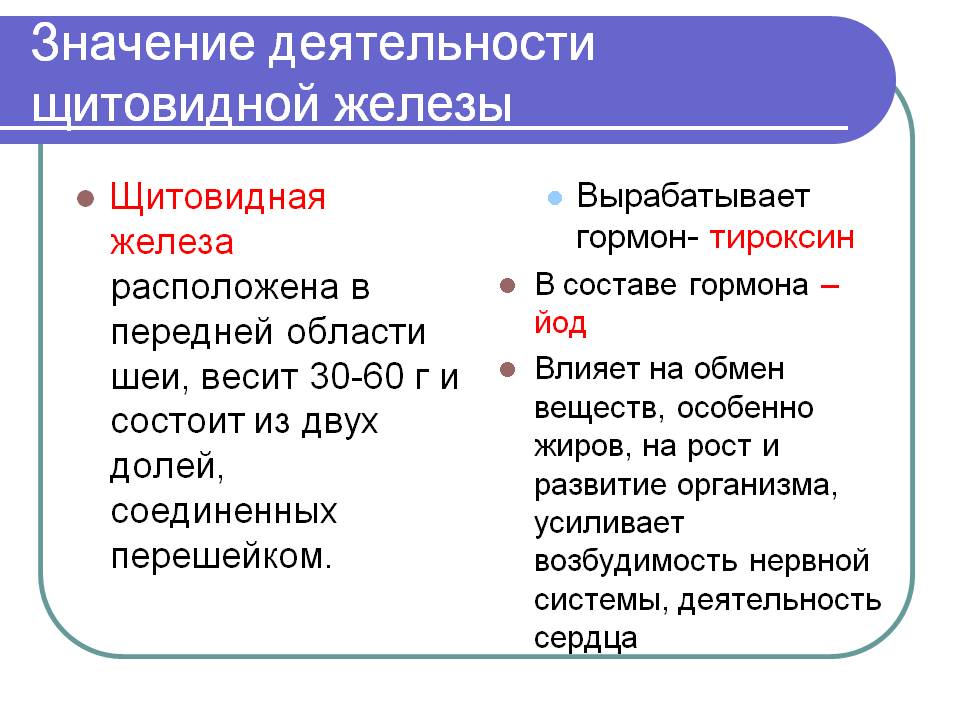 Значение деятельности щитовидной железы