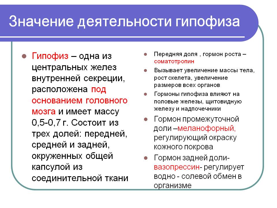 Значение деятельности гипофиза