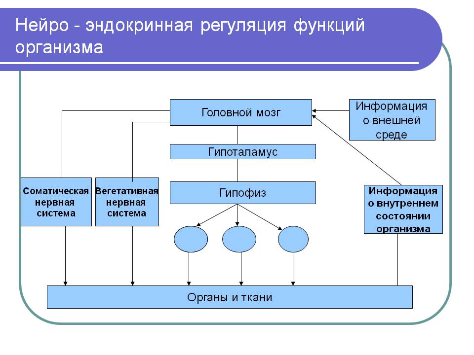 Регуляция функций организма