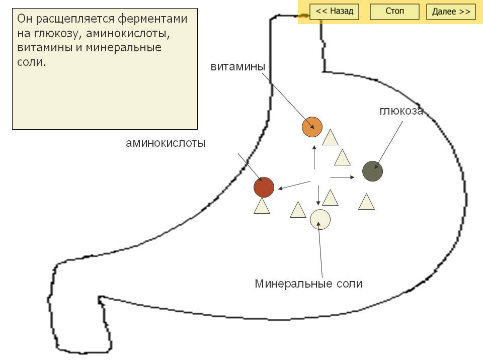 Он расщепляется ферментами на глюкозу, аминокислоты, витамины и