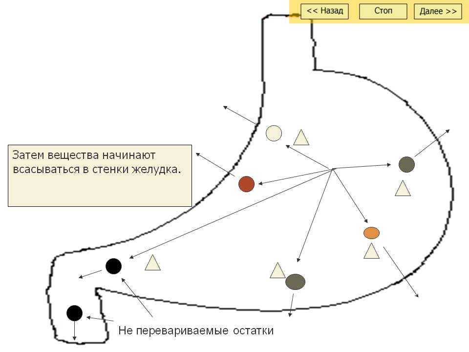 Затем вещества начинают всасываться в стенки желудка