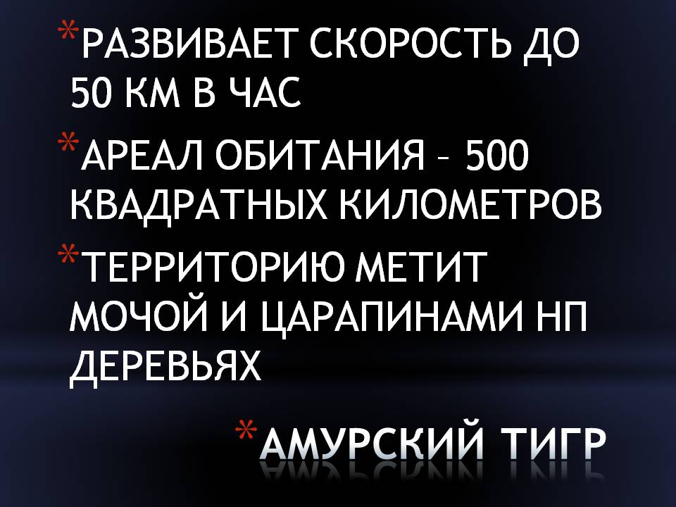 Амурский тигр
