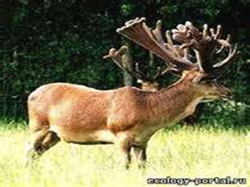 Животное амурский тигр