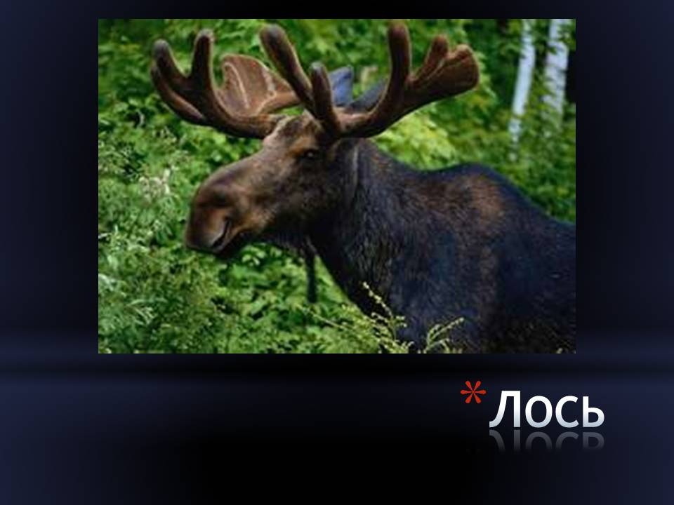 Лось