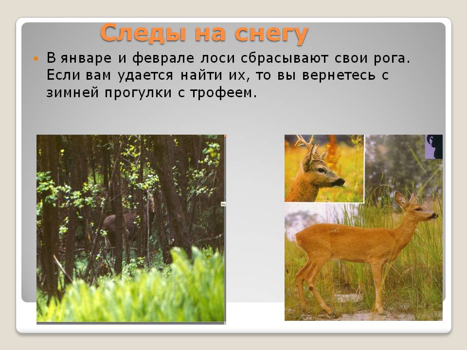 Следы на снегу