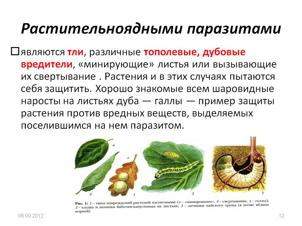 Растительноядными паразитами