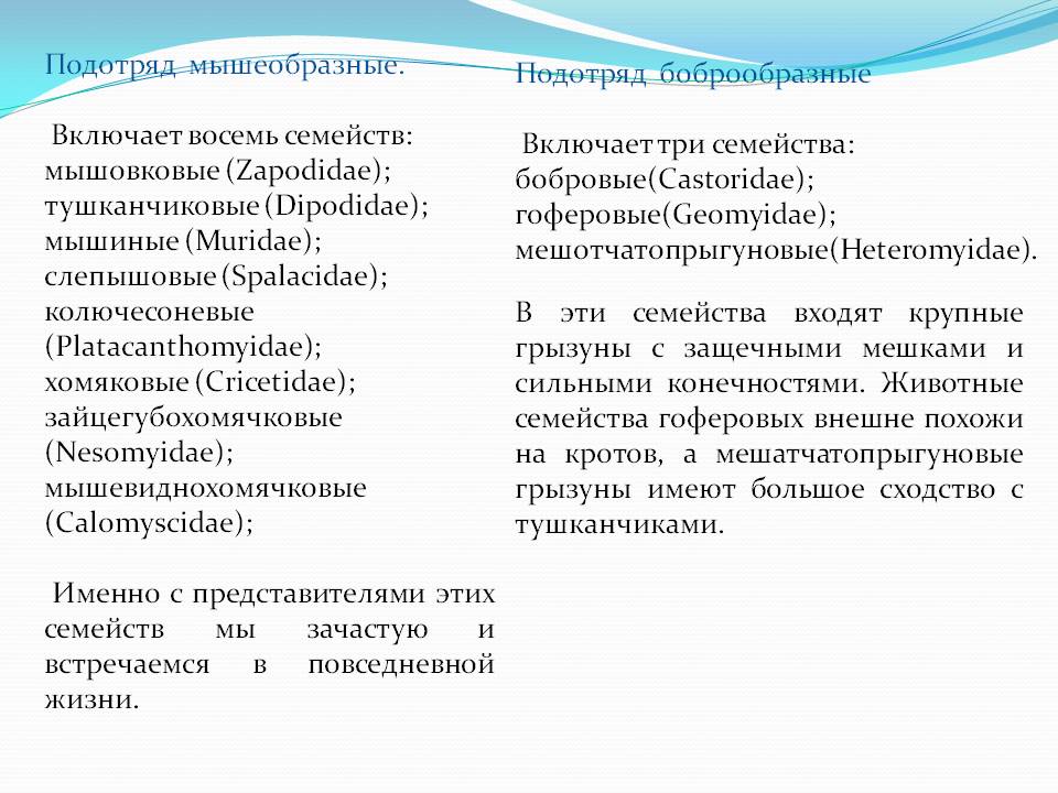 Подотряд Мышеобразные