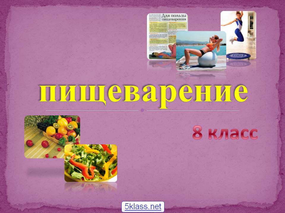 Пищеварение