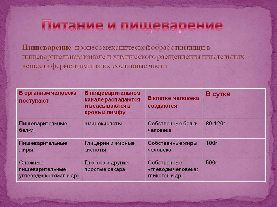 Питание и пищеварение