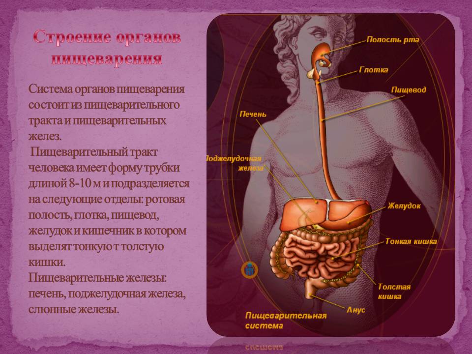Строение органов пищеварения